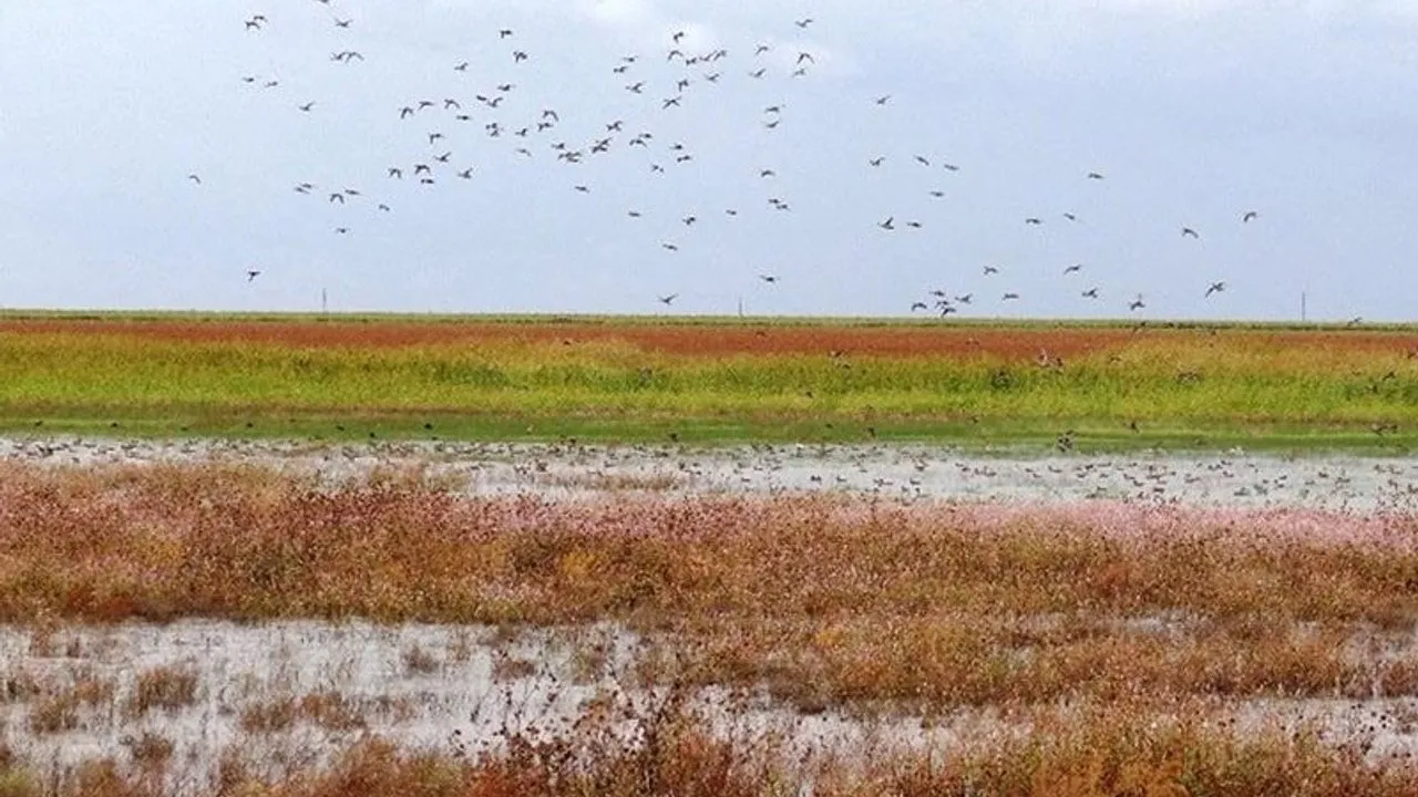 A flock of birds flies over a playa, a shallow wetland, with colourful vegetation and standing water.