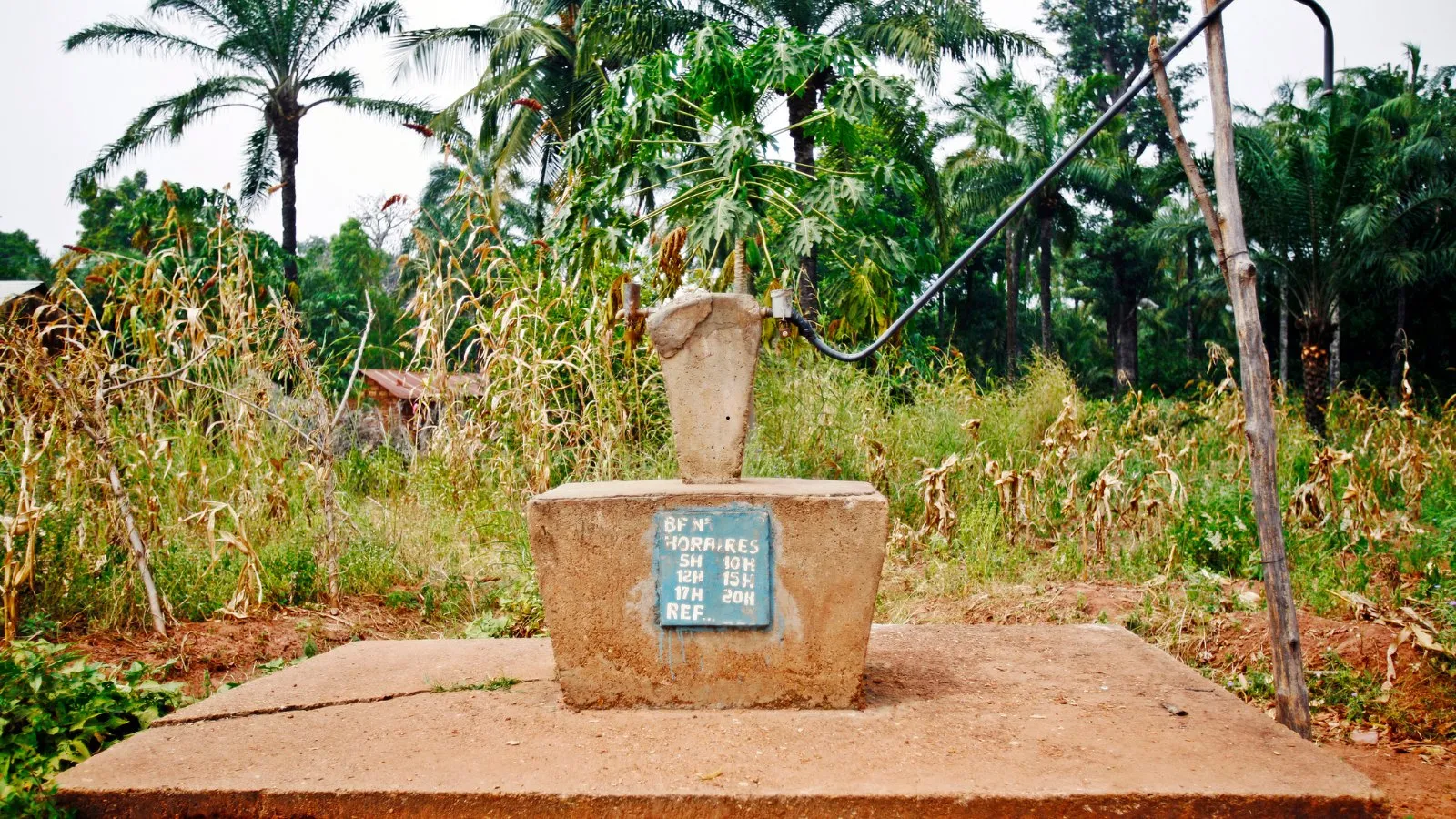 A concrete well head with a hand pump among palms and maize in a village
