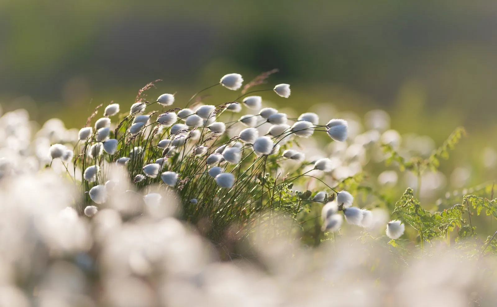 White, fluffy cottongrass heads on thin stems sway in soft sunlight, with green bracken behind.