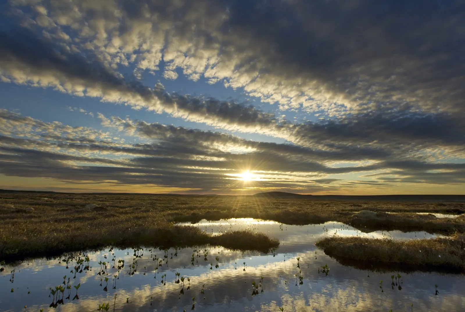 Pools of water reflecting a low sun across a wide, flat expanse of healthy peat bog under a clouded sky.