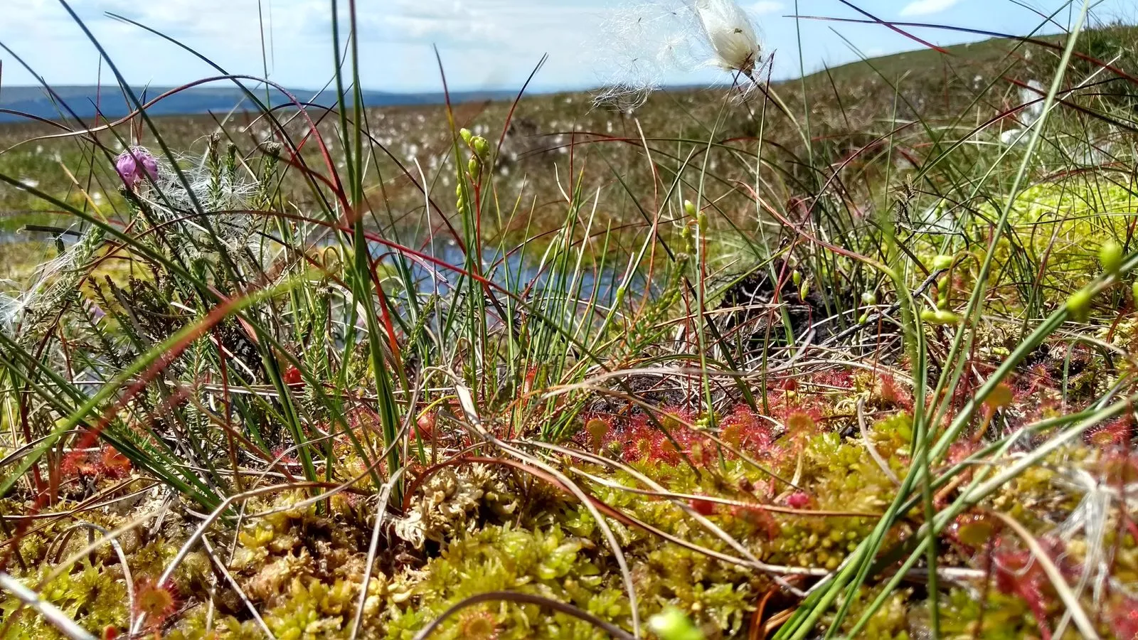 A low view across a peat bog of grasses, red sundew and yellow-green moss, with pools and moorland behind under a blue sky.
