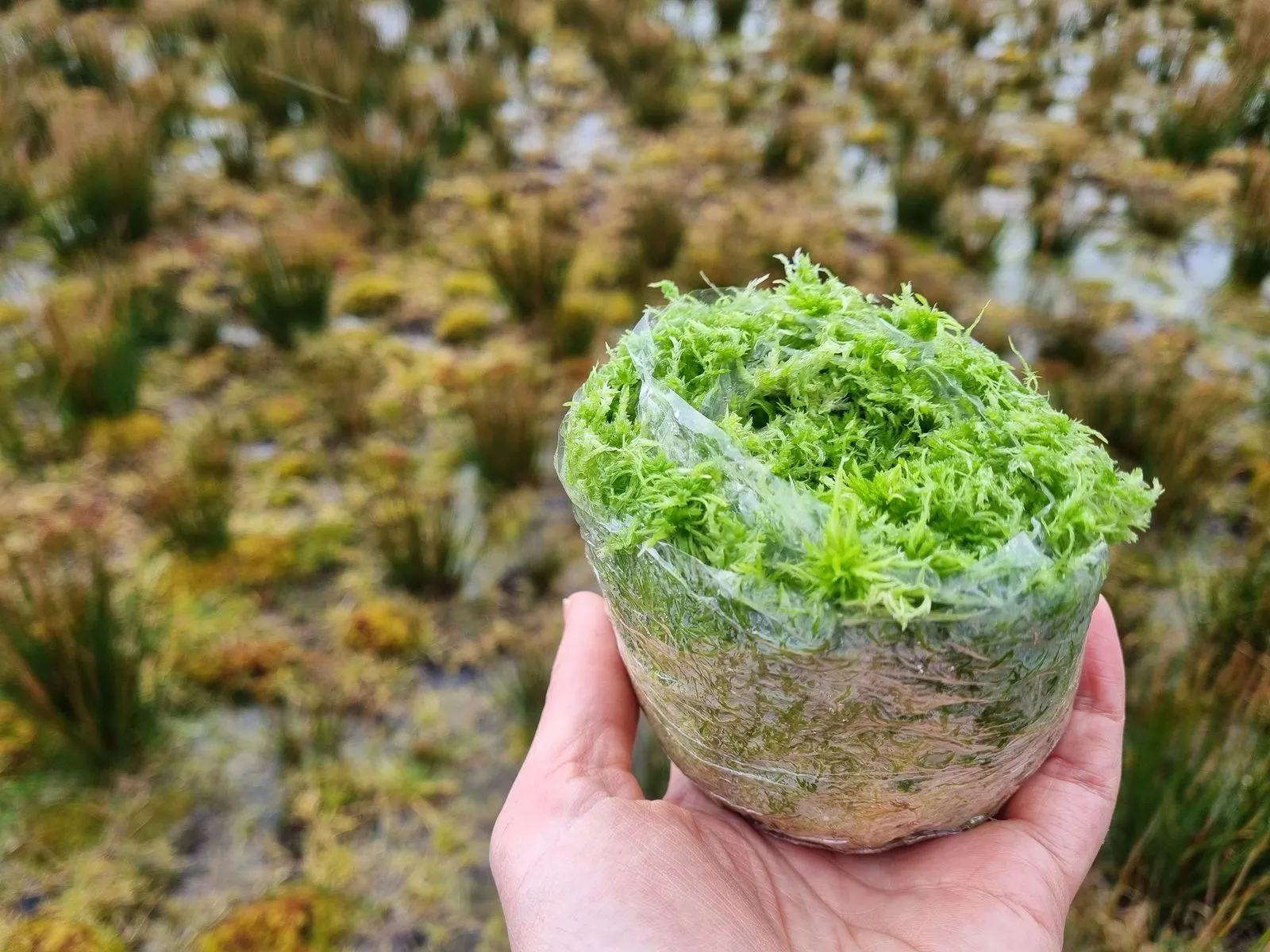 A hand holds a plastic-wrapped plug of bright green sphagnum moss above a wet, tussocky bog.